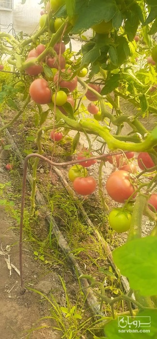 فروش گوجه فرنگی