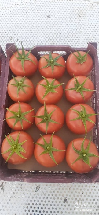 فروش گوجه فرنگی دافنیس