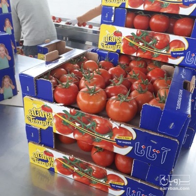 فروش گوجه فرنگی ازمیر