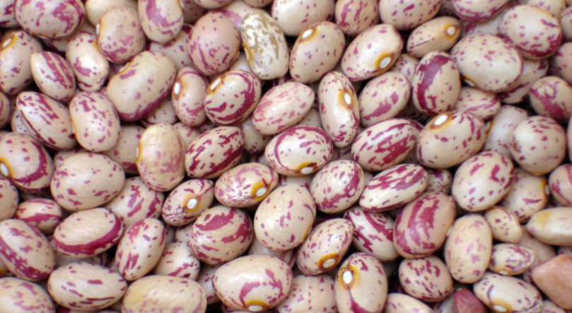 فروش لوبیا چیتی