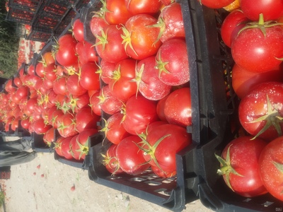 فروش گوجه فرنگی4129