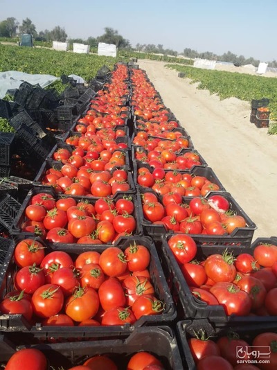 فروش گوجه فرنگی