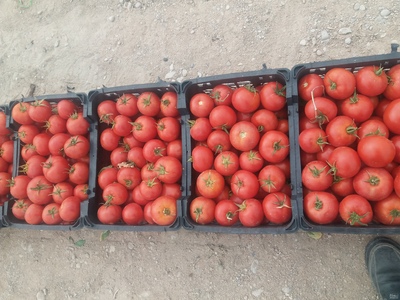 فروش گوجه فرنگی8320