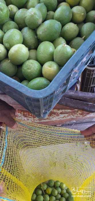 فروش لیموترش