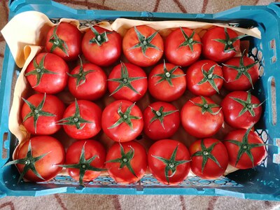 فروش گوجه فرنگی گلخانه ایی