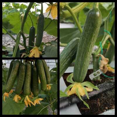 فروش خیار گلخانه ایی