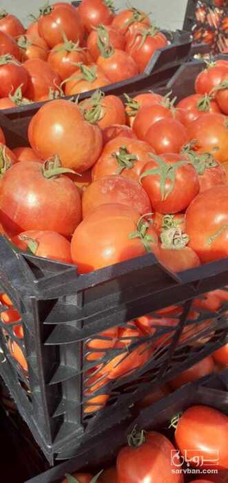 فروش گوجه فرنگی