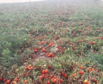 فروش گوجه فرنگی