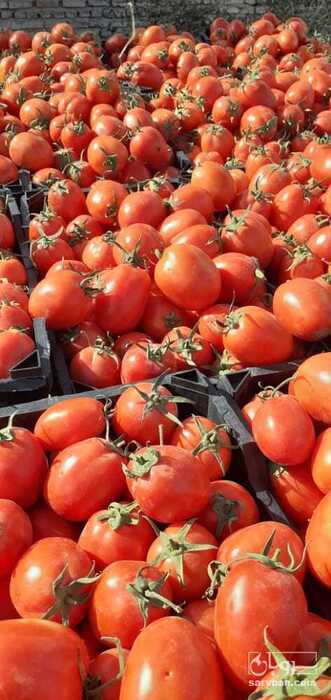 فروش گوجه فرنگی