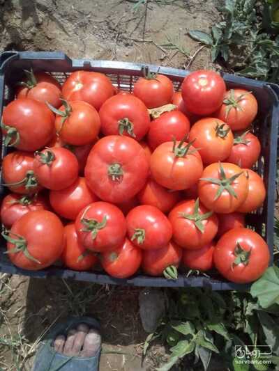 فروش گوجه فرنگی8320