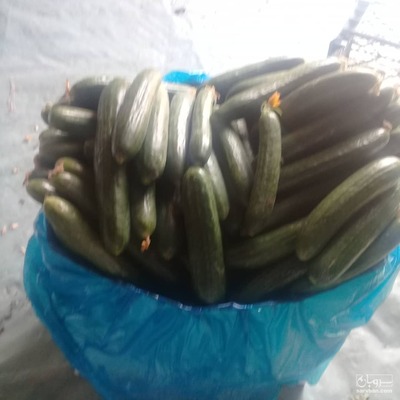 فروش خیار گلخانه ایی