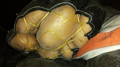 فروش سیب زمینی آگریا