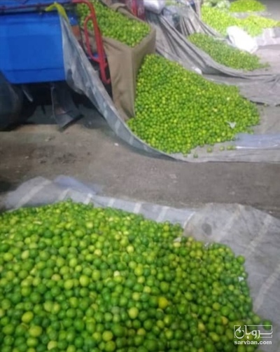 فروش لیموترش