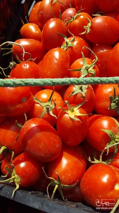 فروش گوجه فرنگی