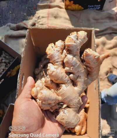 فروش زنجبیل