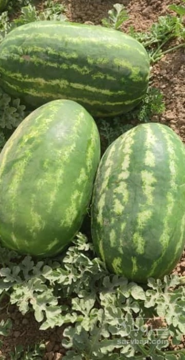 فروش هندوانه بیضی پرو