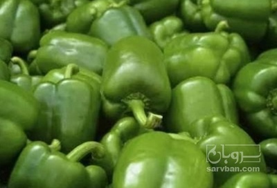 فروش فلفل دلمه ای سبز