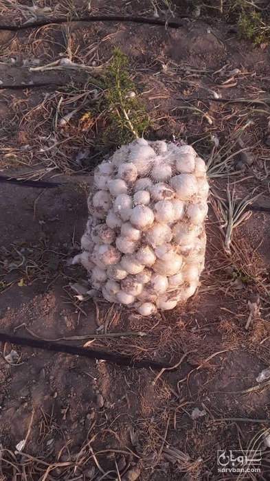 فروش پیاز سفید