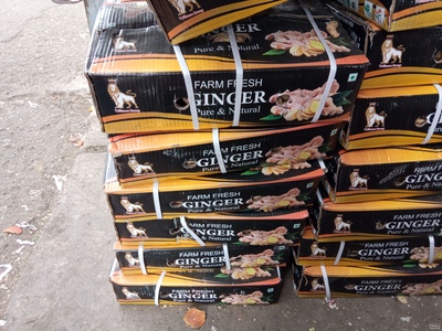 فروش زنجبیل