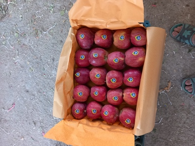 فروش سیب قرمز