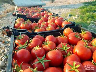 فروش گوجه فرنگی