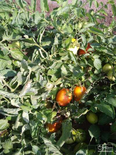 فروش گوجه فرنگی