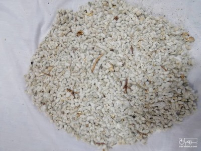فروش پنبه دانه 2
