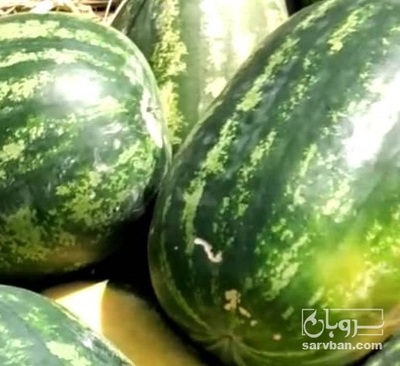 فروش هندوانه