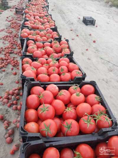 فروش گوجه فرنگی