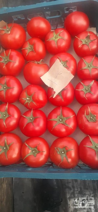 فروش گوجه فرنگی