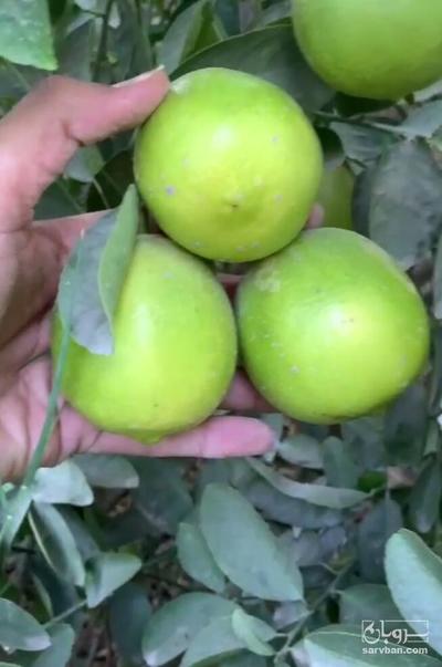 فروش لیمو شیرین سر درختی
