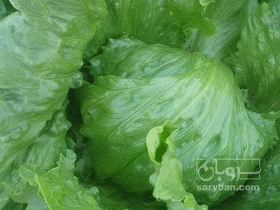 فروش کاهو ایسبرگ - آیسبرگ هکتاری