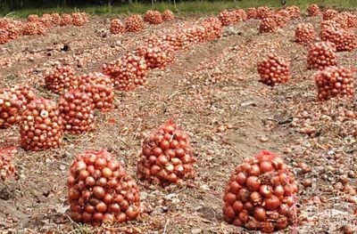 فروش پیاز طلایی