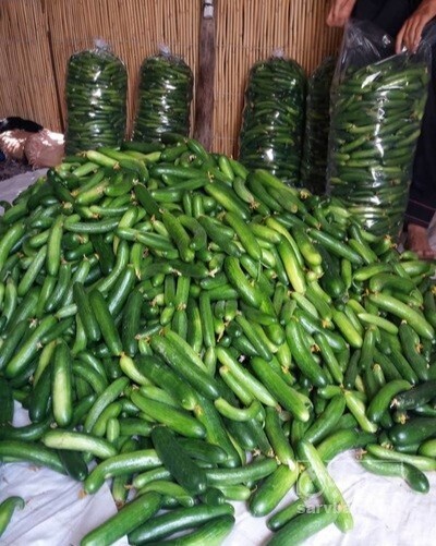 فروش خیار 4