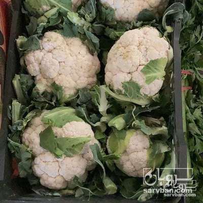 فروش گل کلم