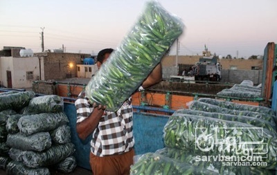 فروش خیار 3