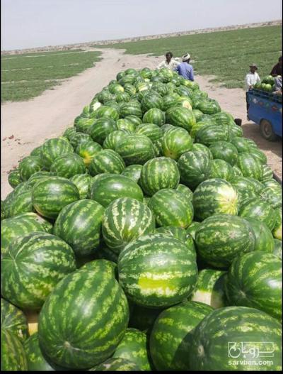 فروش هندوانه