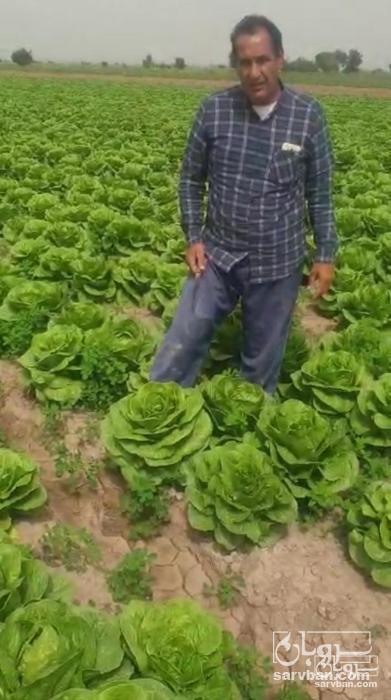 فروش کاهو رسمی