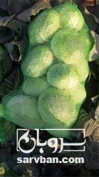 فروش کلم برگ