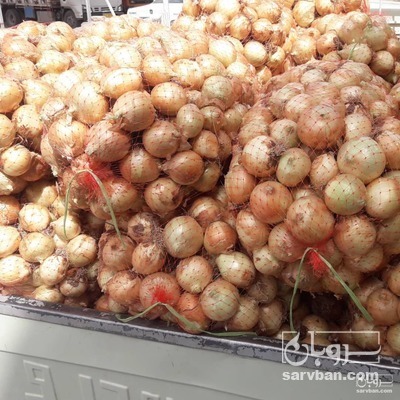 فروش پیاز زرد تازه