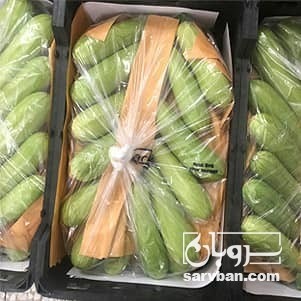 فروش کدو  سبز