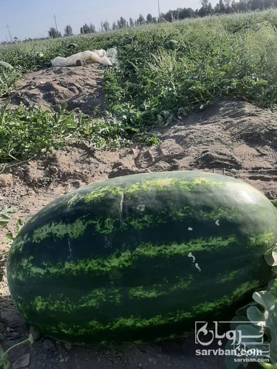 خرید هندوانه