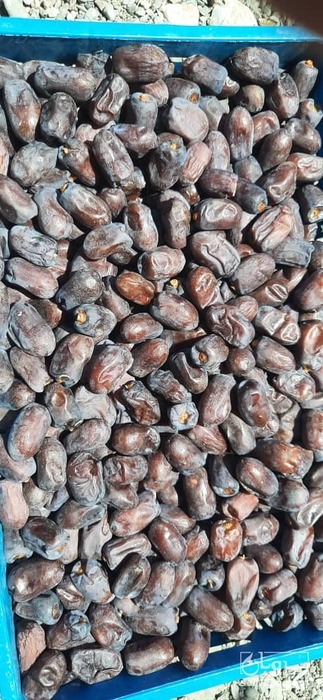 فروش خرما کلوته