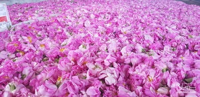 فروش گل محمدی