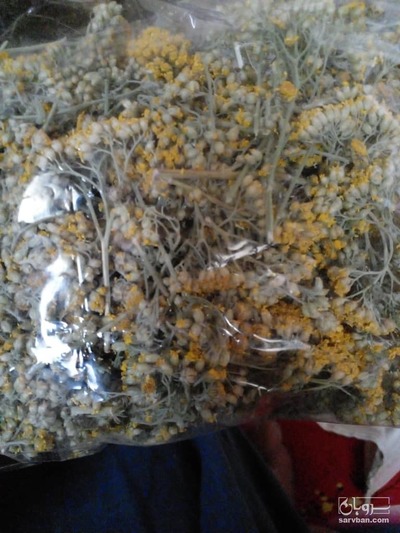 فروش بو مادران