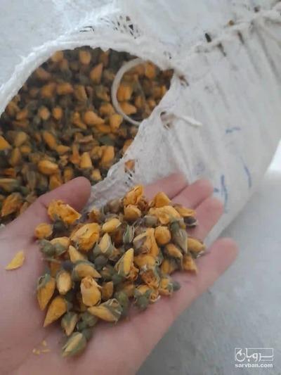 فروش غنچه گل زرد