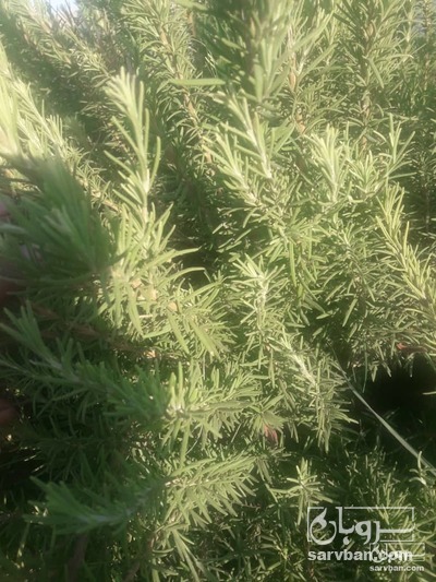 فروش رزماری