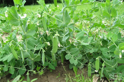 فروش نخود فرنگی