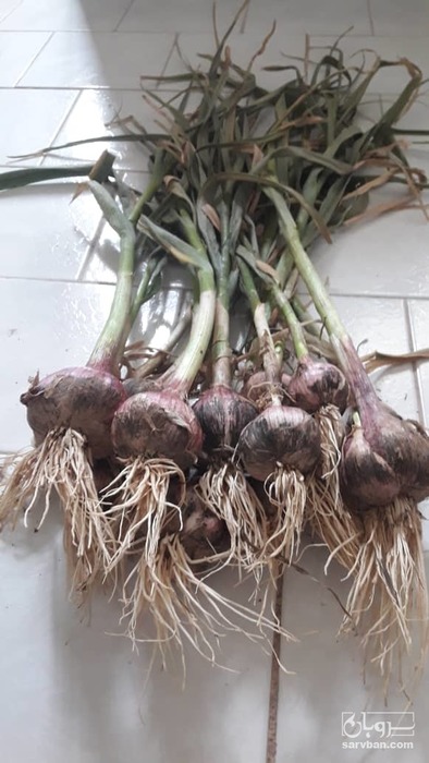 فروش سیر شهداد