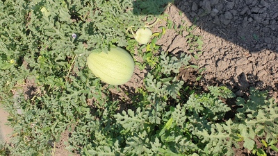 فروش هندوانه